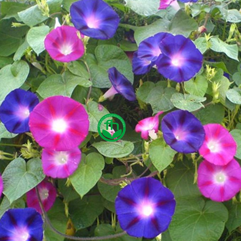 爬藤牵牛花种子喇叭花室外爬藤爬墙花卉混色开花四季攀爬垂吊花籽