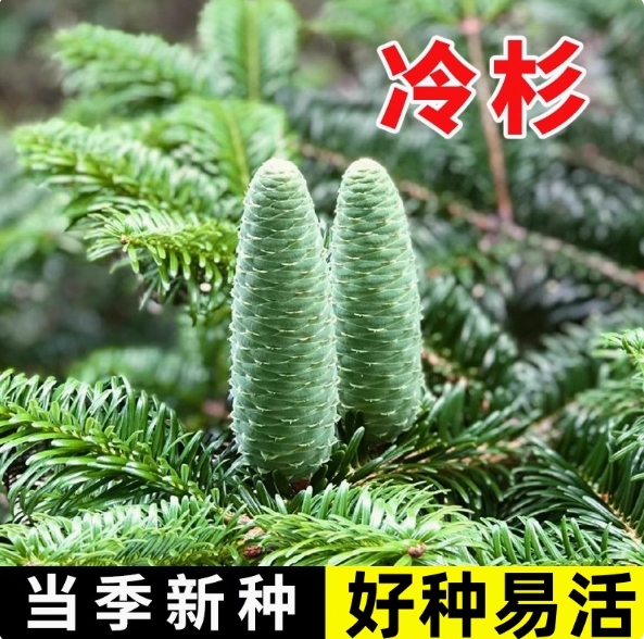 冷杉种子常绿乔木云杉落叶杉四季种植易活铁杉水杉木种子绿化造林