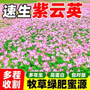 紫云英草种籽绿肥种子红花草养蜂蜜源固氮果园植物四季牧草种孑籽