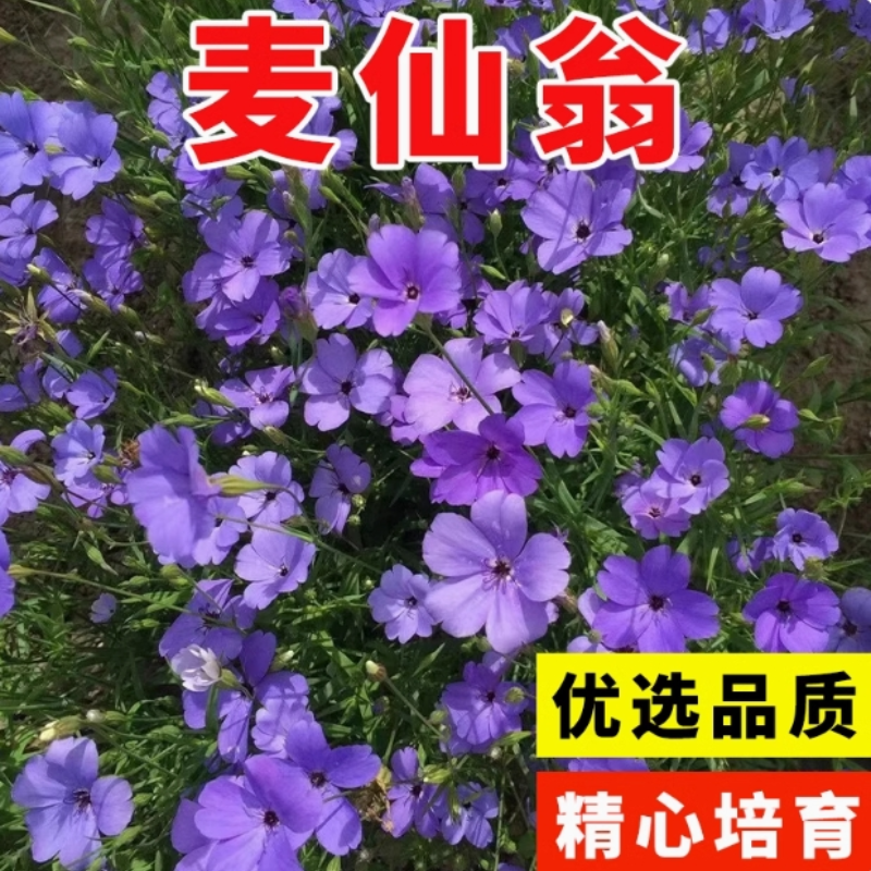 麦仙翁种子麦毒草四季播种花坛花境庭院景观花卉园林花海花籽 - 实物图