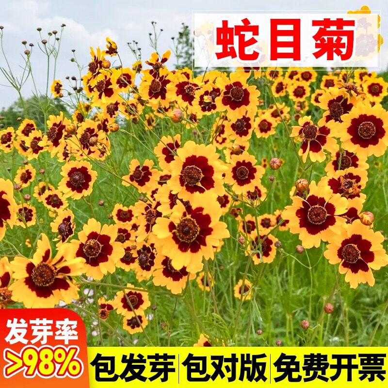 蛇目菊种子两色金鸡菊金钱菊四季播种花海绿化花卉种籽孑庭院盆栽