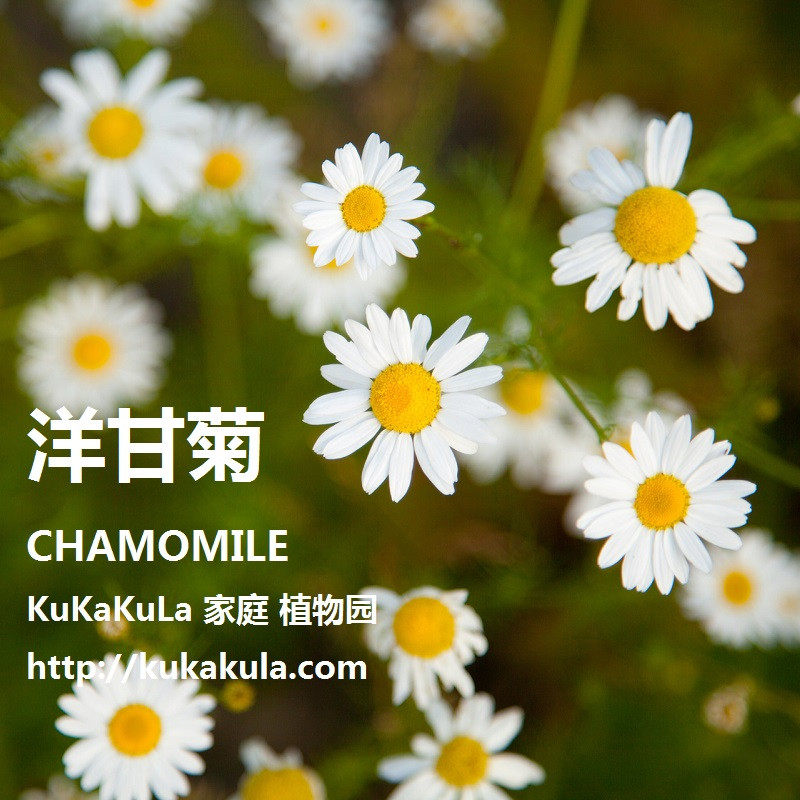 洋甘菊花种花籽子太阳花白晶菊驱蚊室外格桑花庭院盆栽小雏菊种子