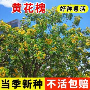 黄花槐种子金凤树豆槐黄槐种籽优良园林绿化树种双荚槐红花槐种子