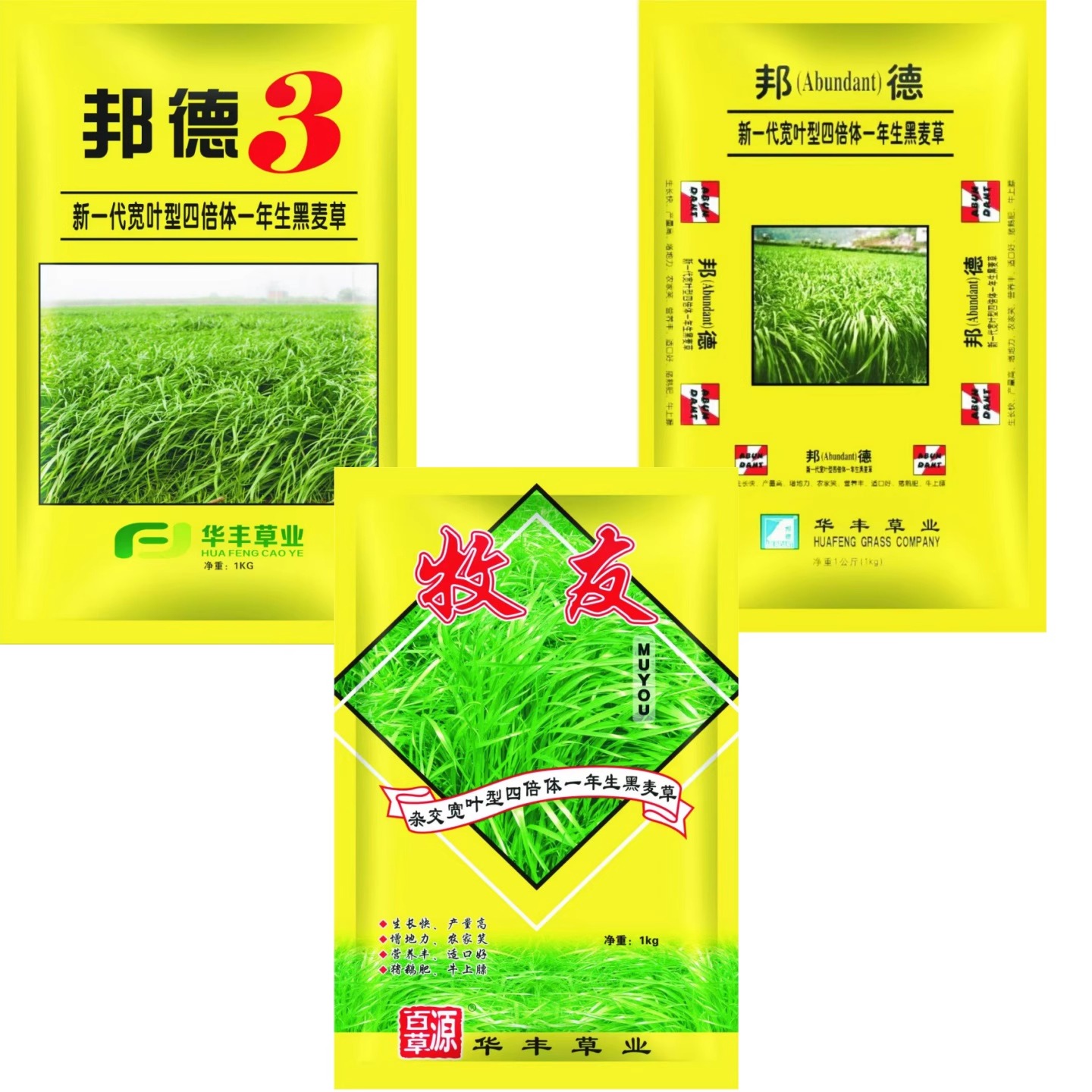 邦德黑麦草种子 新一代四倍体宽叶型牧草籽3 包邮 畜禽牛羊鱼兔鹅