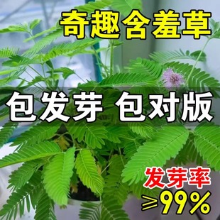 含羞草种孑害羞草种子小盆栽花种籽子四季播种室内易活花卉绿植物
