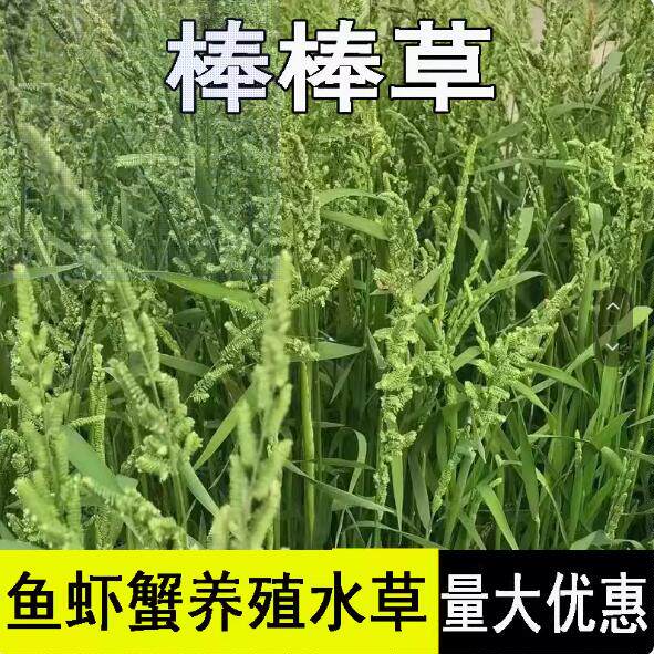 棒棒草籽种子小龙虾养殖草种稻田种植水草种子水稗草籽挺水草种籽
