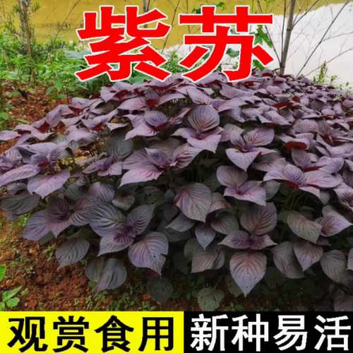 紫苏种子四季种植食用香草籽