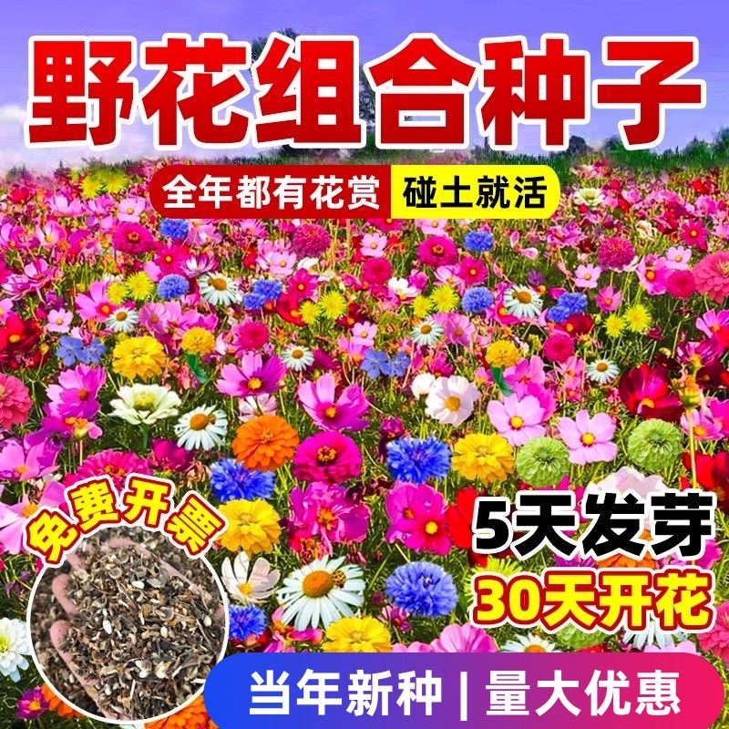 野花组合花种子室外种植