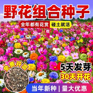 野花组合花种子室外花种籽子四季播种开花秋冬季庭院格桑花种大全