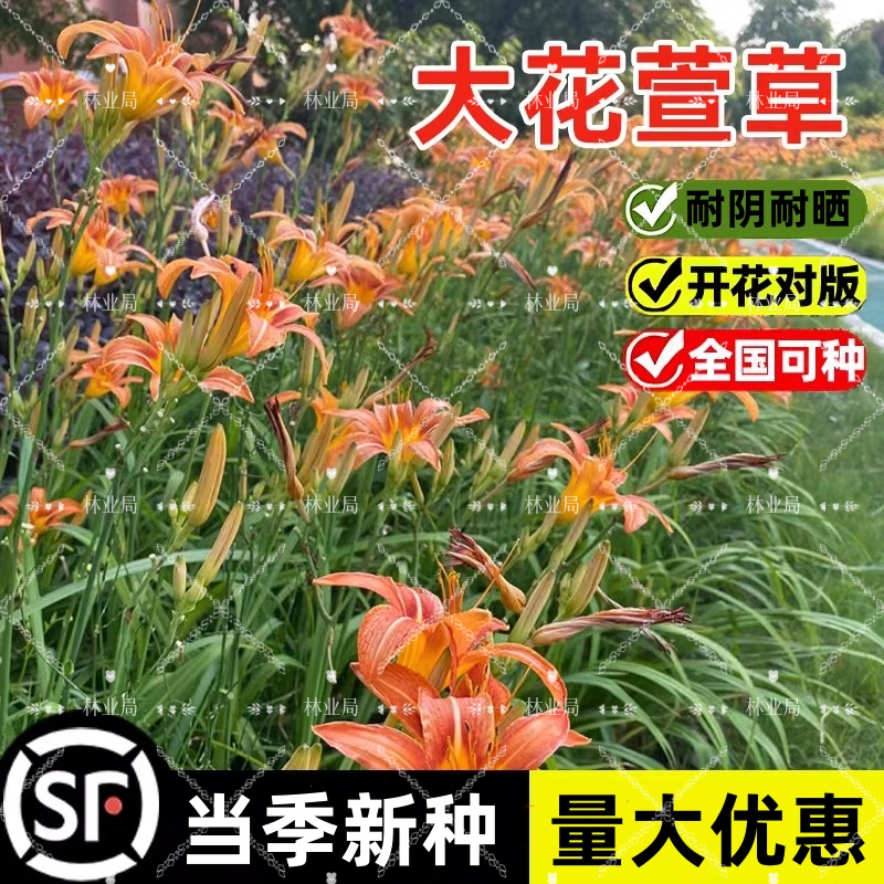 大花萱草种子多年生盆栽花种籽子宿根金娃娃萱草籽黄花萱草花种子