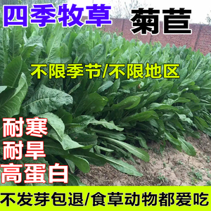 菊苣草种籽大叶多年生喂猪菜兔子牛羊鱼鸡鸭鹅爱吃的四季牧草种子