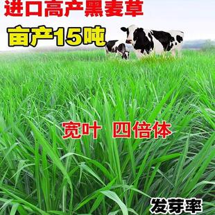 黑麦草种籽四季冬季多年生牧草种子畜牧喂鸡鸭鹅牛羊鱼草玉米种植