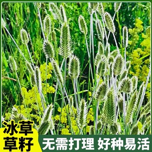披碱草草籽护坡固土抗风沙多年生耐盐耐碱老芒麦羊草冰草碱茅种籽