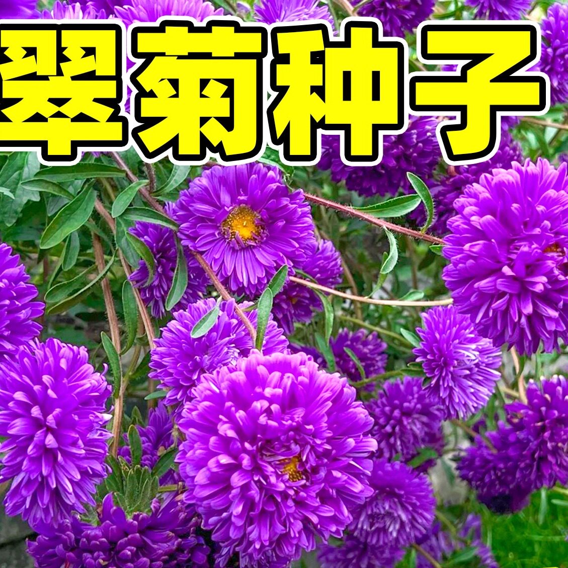 翠菊种子糖果菊花种播种室外庭院耐热易活野花孑混色花籽盆栽