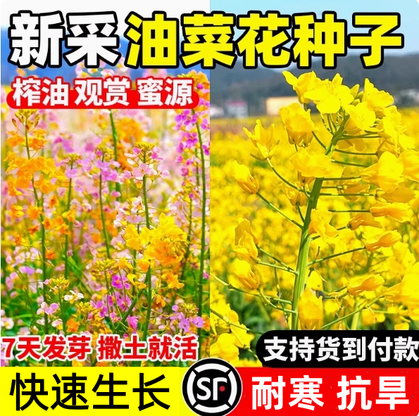 观赏油菜花种子彩色油菜花籽种高产矮杆榨油南方种四季油菜种籽孑