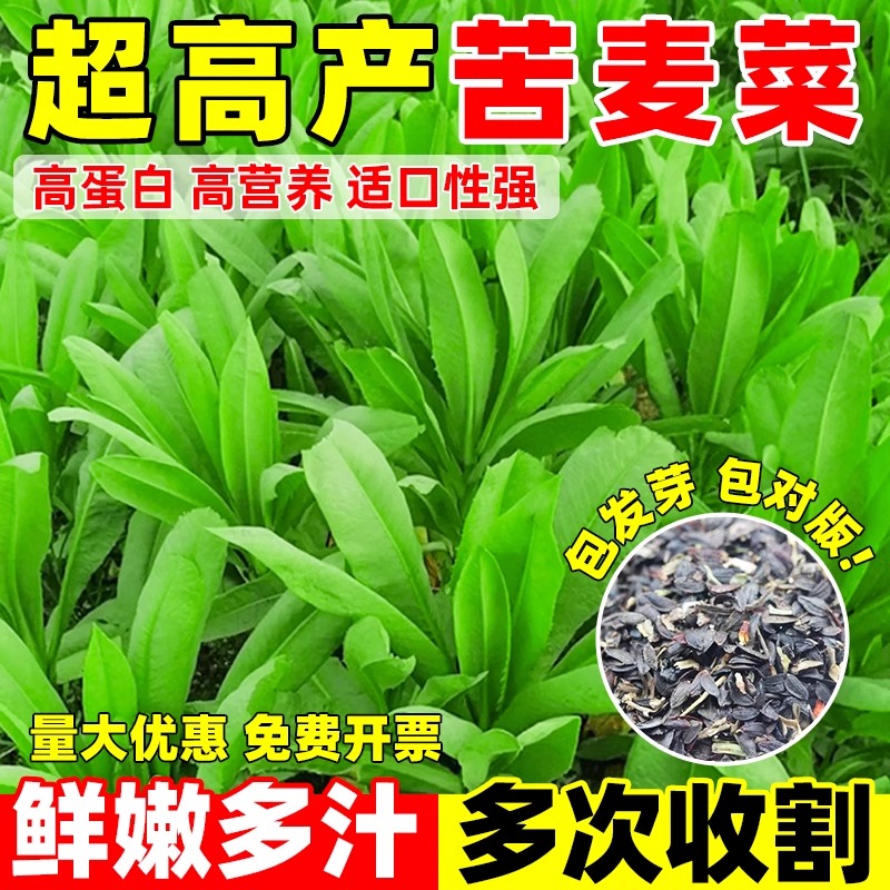 苦麦菜种籽大叶四季牧草苦麻菜马兔鱼喂猪鸡鸭鹅吃的草苦荬菜种子