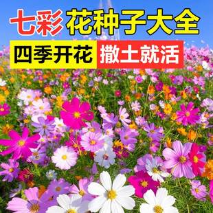 多色格桑花花种籽波斯菊花籽四季播种易活耐旱野花组合花种子种孑