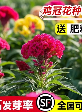 室外花种子大花鸡冠花耐寒耐阴花籽庭院花卉种子易活花苗