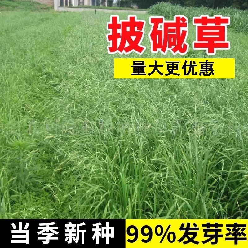 进口披碱草草籽矿区绿化草坪种子耐盐碱耐旱抗风沙护坡固土草种籽