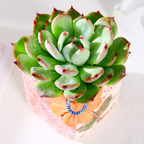 多肉植物稀有品种吉娃娃素材模板 多肉植物稀有品种吉娃娃图片下载 小麦优选