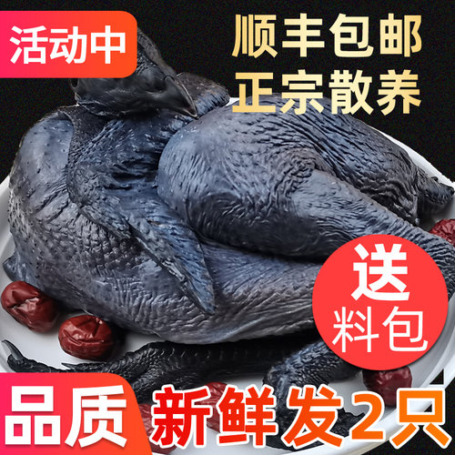 新鲜现杀正宗散养农村月子乌鸡