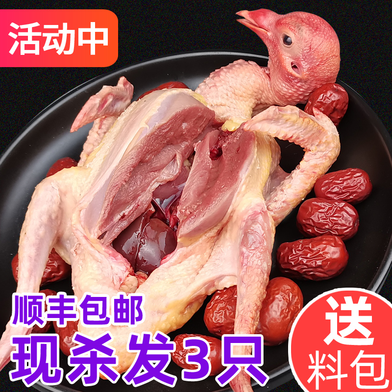 3只鸽子活体新鲜现杀乳鸽生鲜鸽子肉农家散养农村土鸽子炖汤包邮