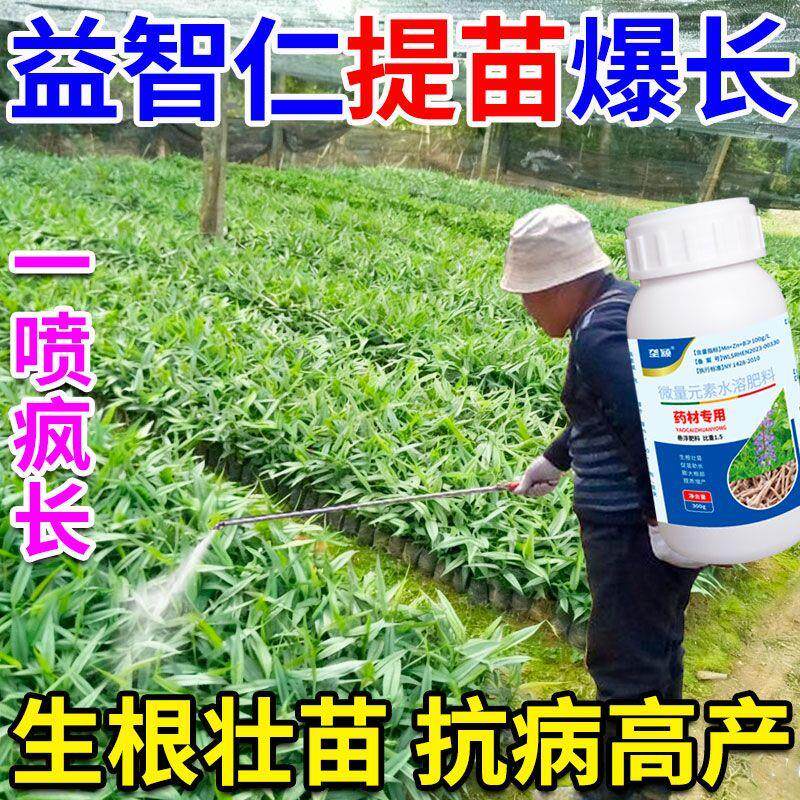 益智仁种苗爆长生根壮苗肥