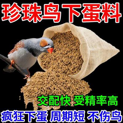 珍珠鸟配对蛋繁殖快不伤鸟