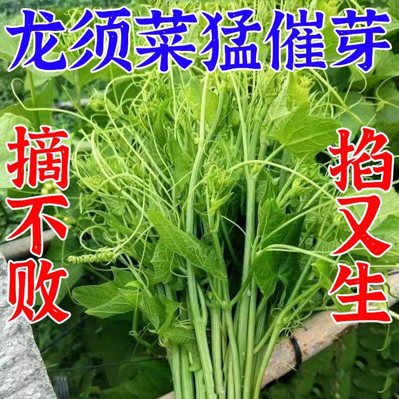 龙须菜芽促长防黄叶叶面肥