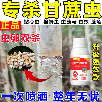 甘蔗钻心虫专用药打食螟蓟