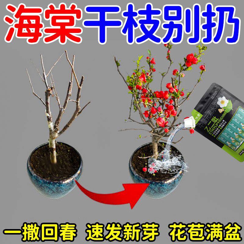 海棠花专用营养液催花剂