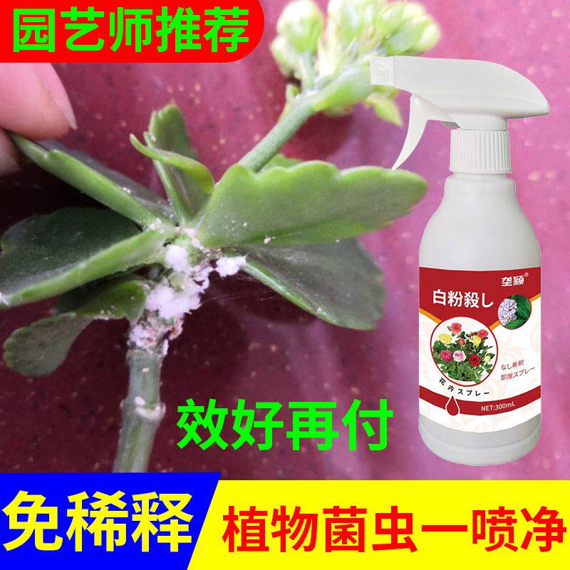 长寿花白粉病专用菌肥料防