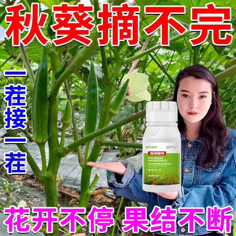 秋葵专用高产生根壮苗肥