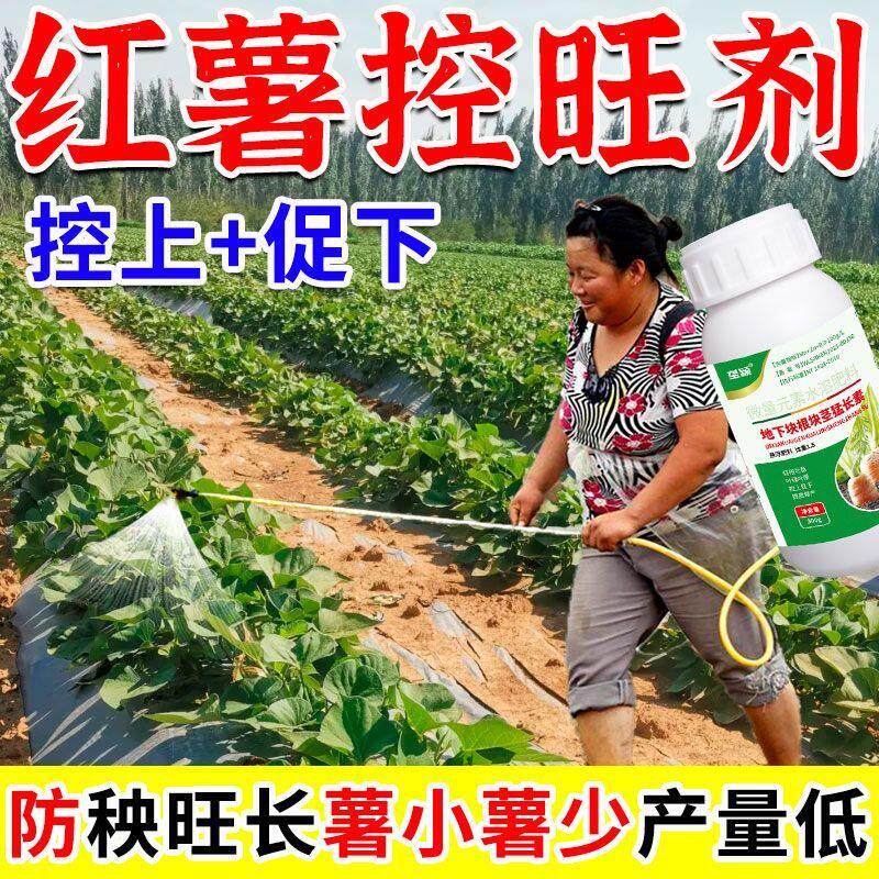 红薯控旺膨大增产叶面肥