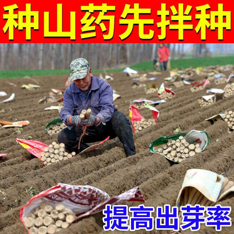 山药拌种芽壮苗防病防虫增产