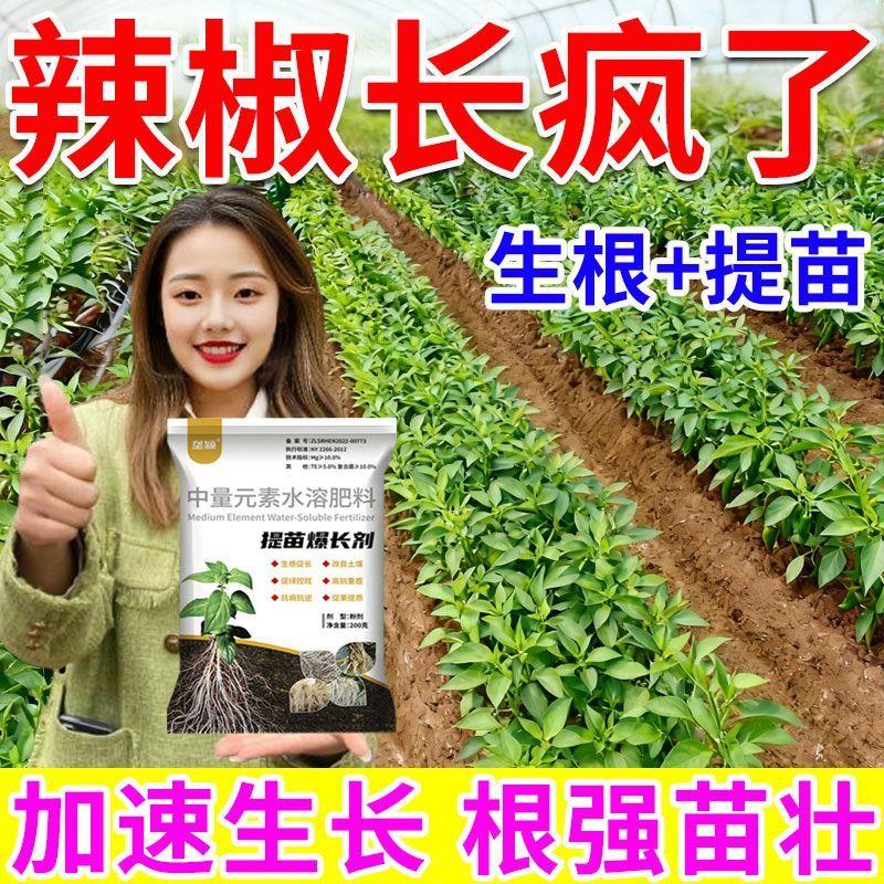 辣椒育苗生根壮苗促长抗病增产