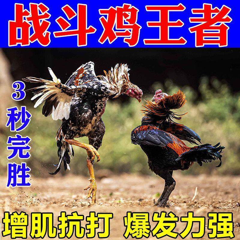 成鸡王斗鸡训练粮增肌换毛补钙