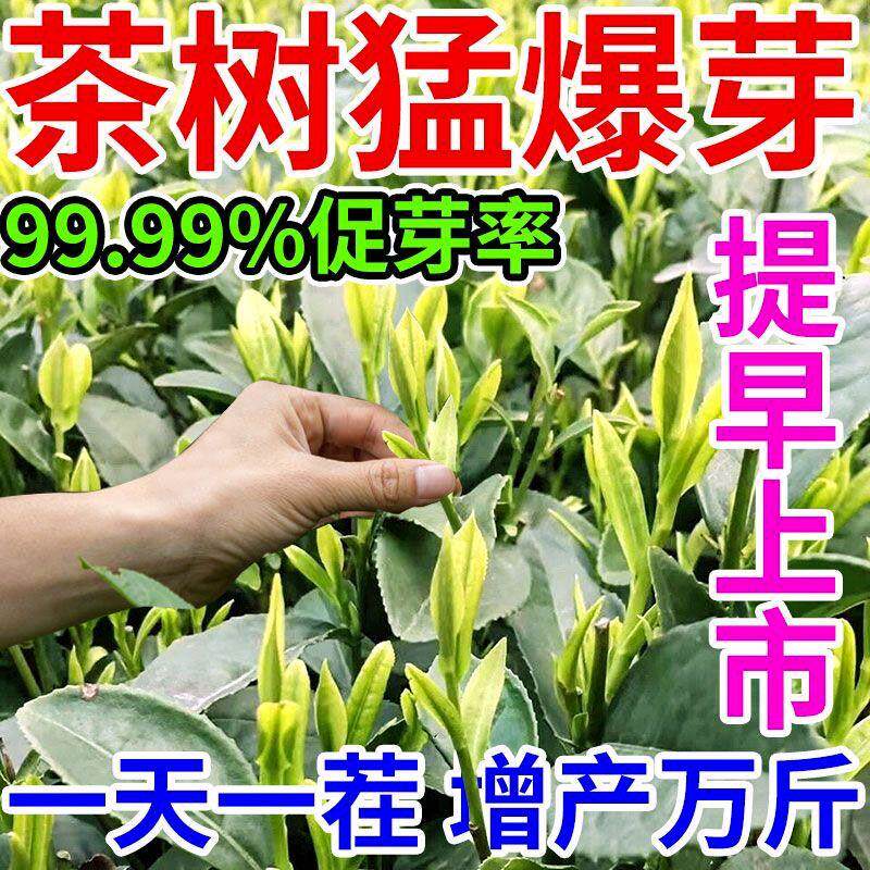 茶树专用叶面肥芽壮芽抗寒
