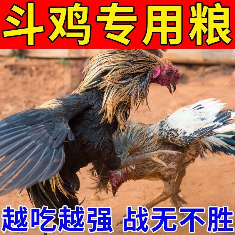 斗鸡赛前专用提性增免饲料