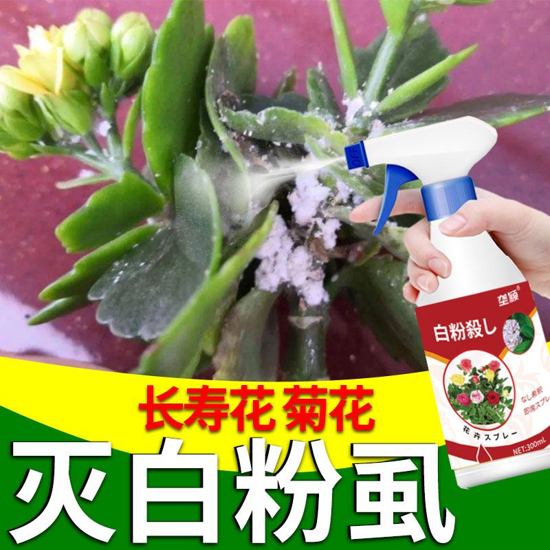 长寿花白粉病专用营养液抑