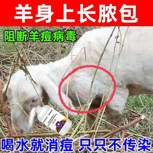 羊身上长脓疱药快速除脓包牛羊结节性皮肤病疱疹病毒痢疾兽用