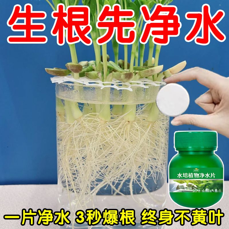 养根富贵竹转运竹净水片