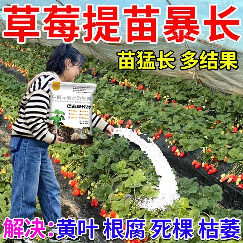 草莓专用叶面肥提苗爆长生根