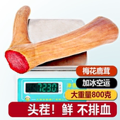 梅花鲜鹿茸整根新鲜带血鹿茸中药材人参正品 整支片鞭泡酒专用药材