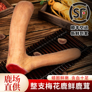 梅花鲜鹿茸整根泡酒中药材鹿茸片人参滋补鹿鞭整支料泡酒专用药材
