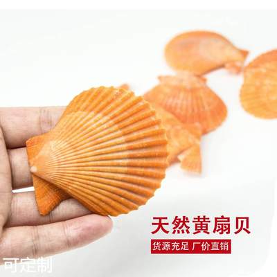 厂家货源 天然贝壳原料 黄扇贝 工艺品DIY 装饰鱼缸造景贝壳