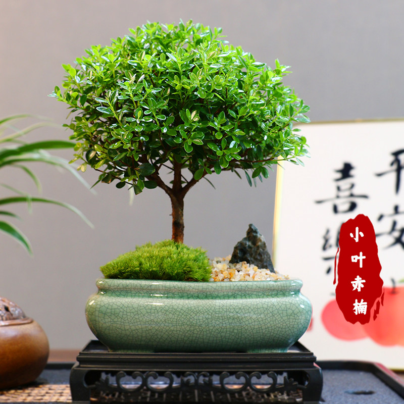 禅意小叶赤楠组合老桩盆栽盆景迷你植物室内花卉办公室桌面小绿植
