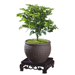 小叶紫檀老桩室内盆景客厅办公室桌面四季常青好养黑骨茶盆栽绿植