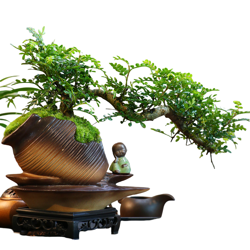 意境-懸崖清香木盆景新中式室內(nèi)好養(yǎng)桌面擺件綠植花卉盆栽鮮活