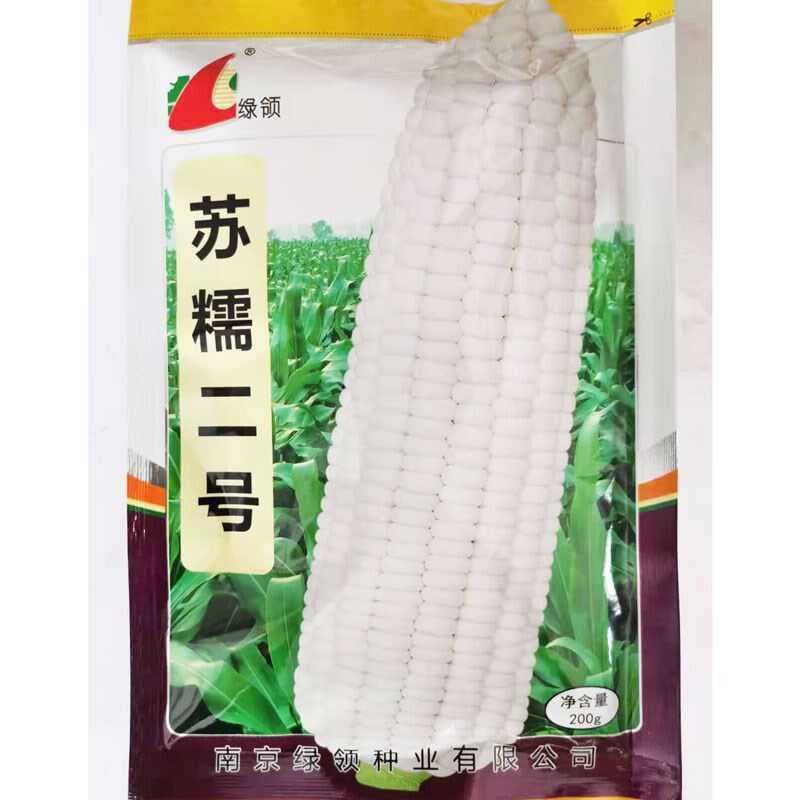 绿领苏糯二号白糯玉米种籽高产春秋播大田审定超糯白玉米种
